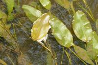 Potamogeton natans