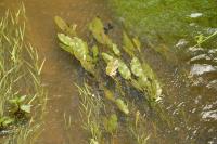 Potamogeton natans
