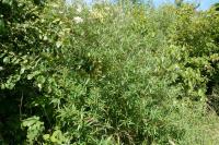 Hippophae rhamnoides