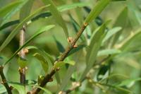 Hippophae rhamnoides