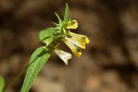 Melampyrum pratense