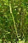 Digitalis lutea