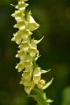 Digitalis lutea