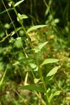 Digitalis lutea