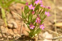 Centaurium pulchellum