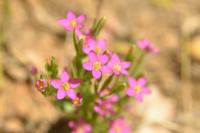 Centaurium pulchellum