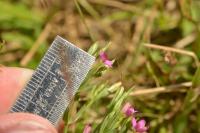 Centaurium pulchellum