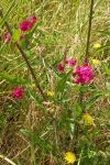Lathyrus tuberosus