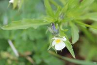 Viola arvensis