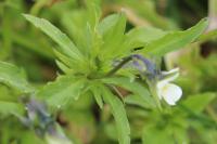 Viola arvensis