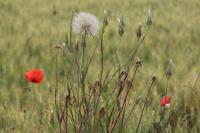 Tragopogon pratensis