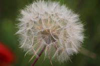 Tragopogon pratensis
