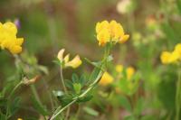 Lotus corniculatus