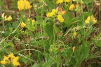 Lotus corniculatus