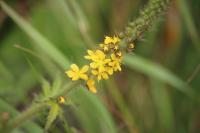 Agrimonia eupatoria