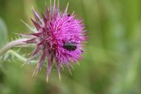 Carduus nutans