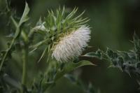 Carduus nutans