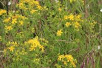 Hypericum perforatum