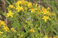 Hypericum perforatum
