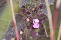 Ballota nigra