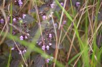Ballota nigra