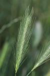 Hordeum murinum