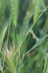 Hordeum murinum