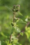 Arctium minus