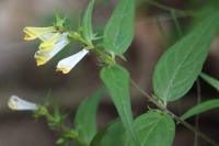 Melampyrum pratense
