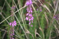 Erica cinerea