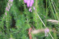 Erica cinerea