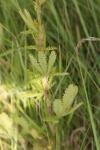Potentilla recta