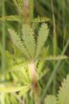 Potentilla recta