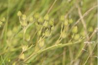 Potentilla recta