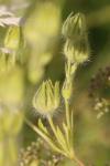 Potentilla recta