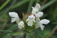 Prunella laciniata