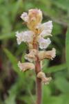 Orobanche picridis-hieracioidis