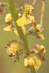 Agrimonia eupatoria