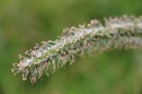 Phleum pratense