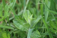 Pulicaria dysenterica