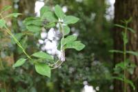Lonicera periclymenum