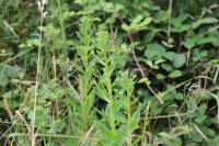 Hylotelephium telephium