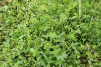 Helosciadium nodiflorum