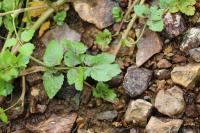 Helosciadium nodiflorum