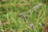 Phleum pratense