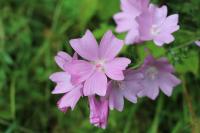 Malva moschata