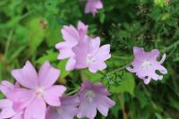 Malva moschata