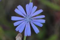Cichorium intybus