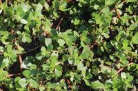 Portulaca oleracea