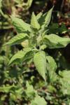 Solanum dulcamara